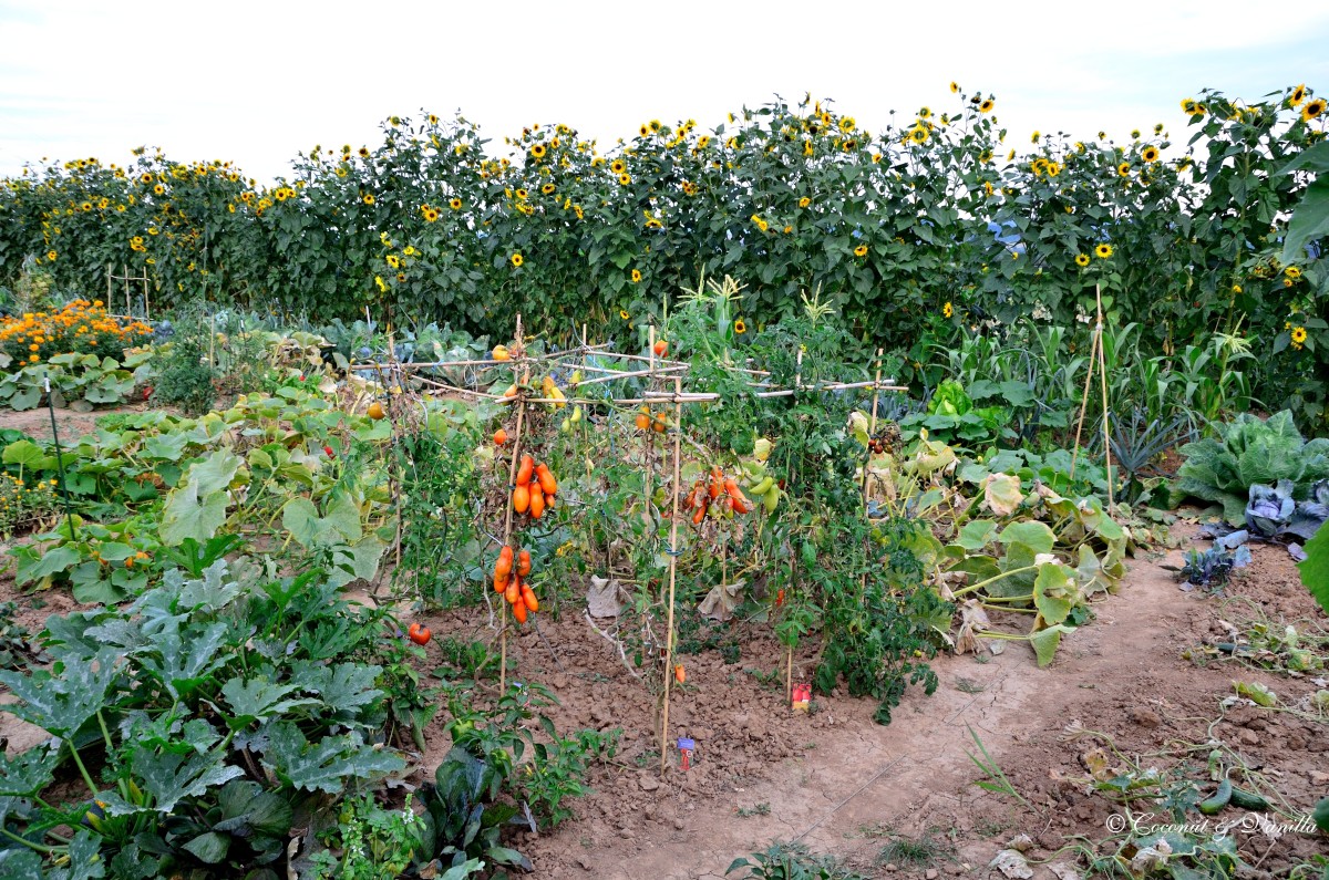 vegetable patch August 2012