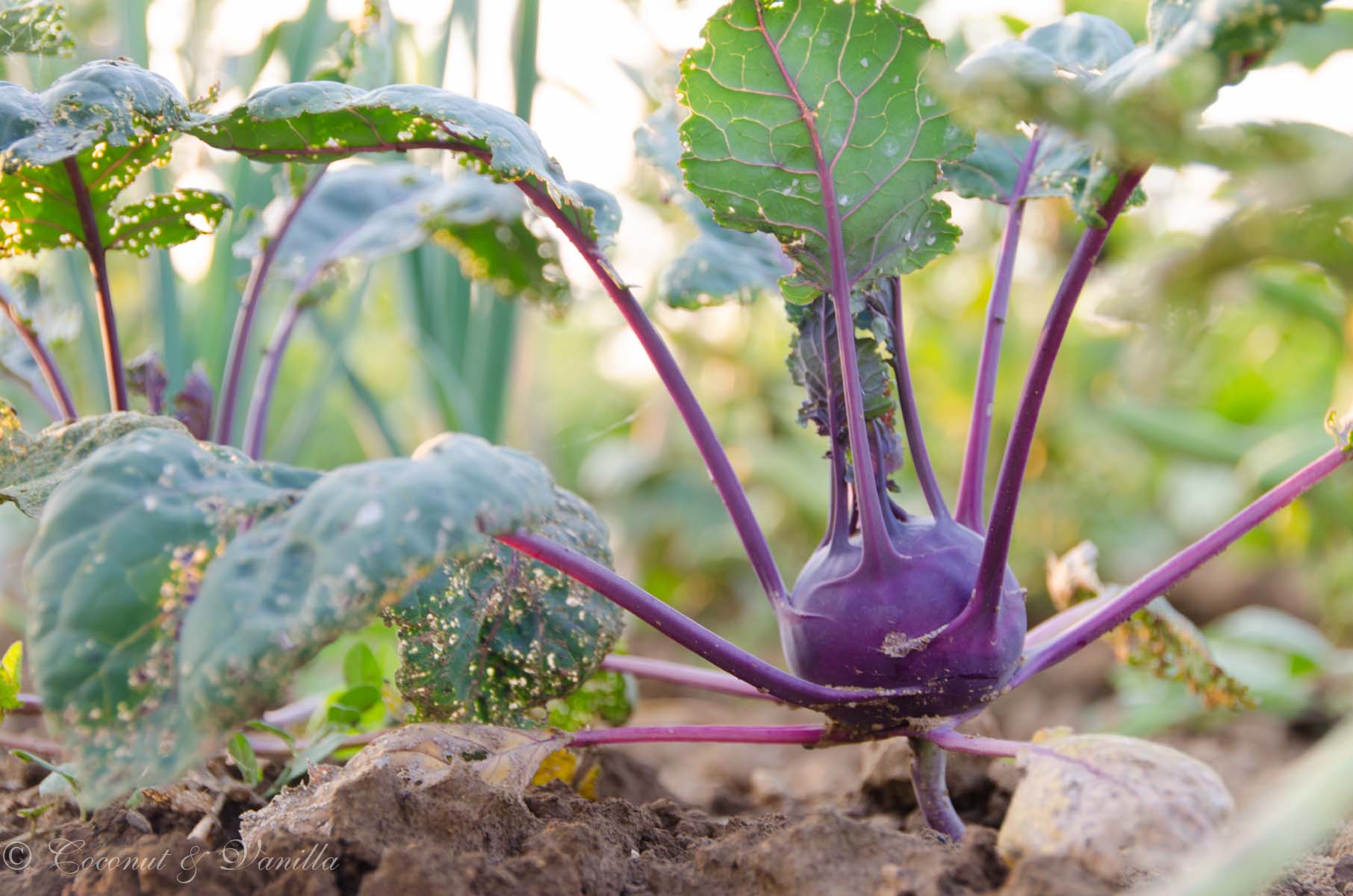 Kohlrabi