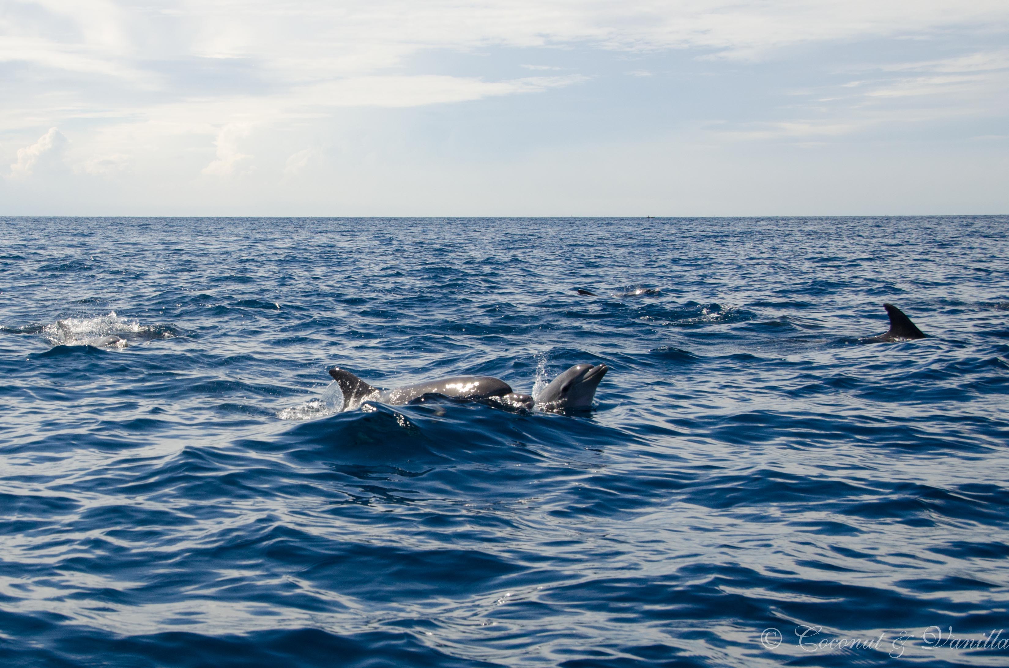Delphine vor Sansibar