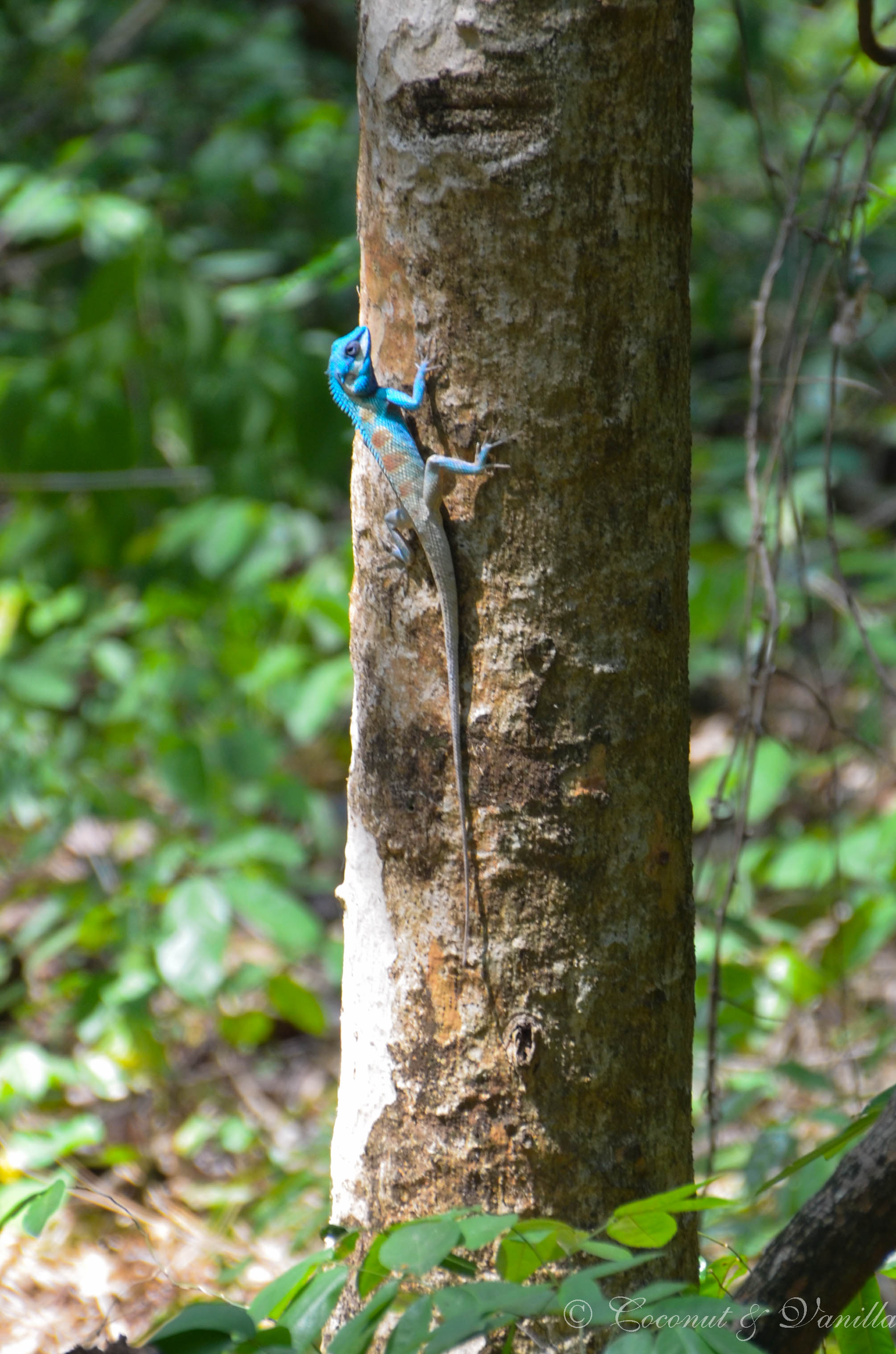 blaue Eidechse in Thailand