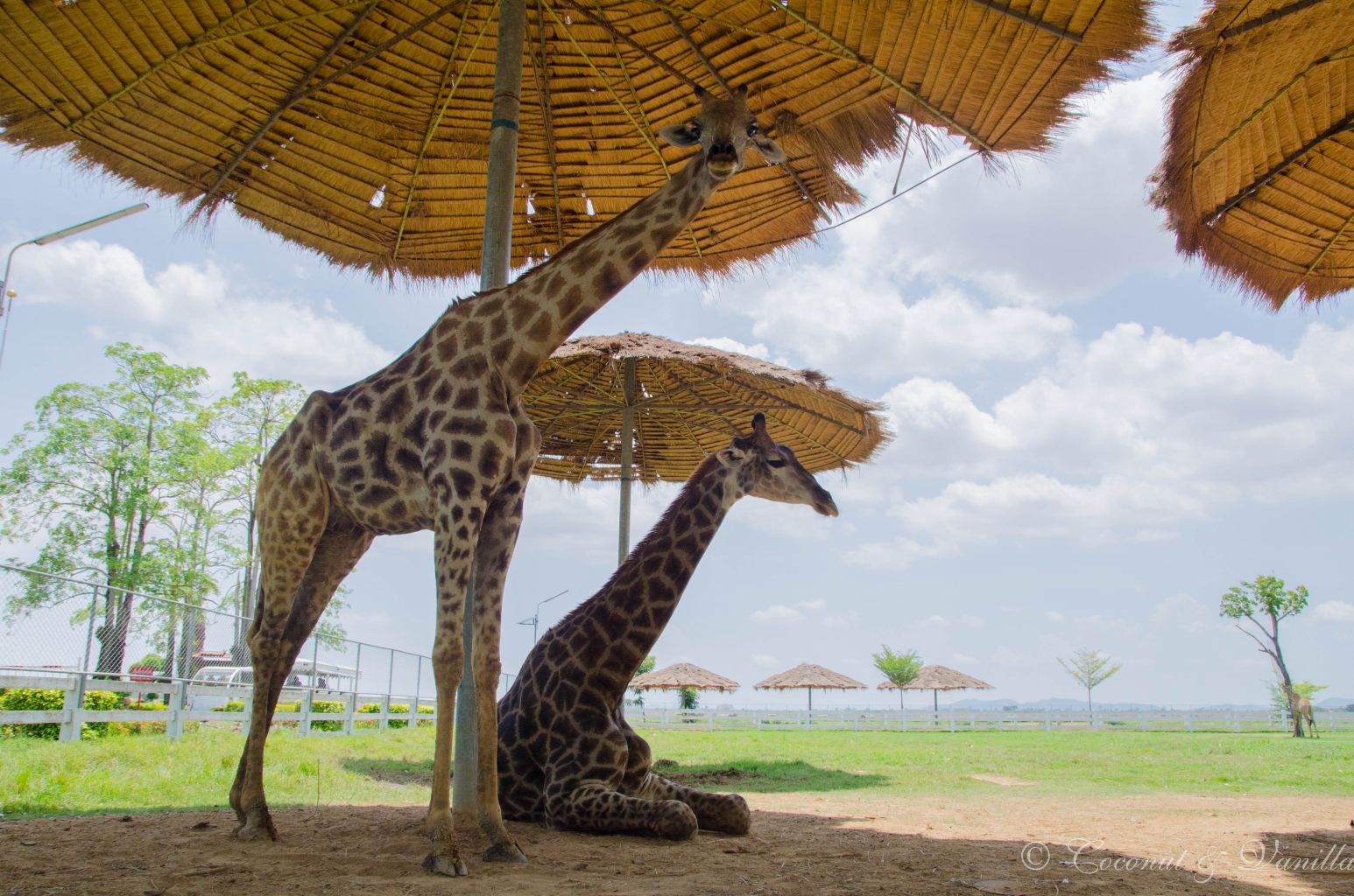 Giraffen am Flughafen Sukhothai by Coconut & Vanilla